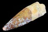 Real Spinosaurus Tooth - Morocco #75191-1